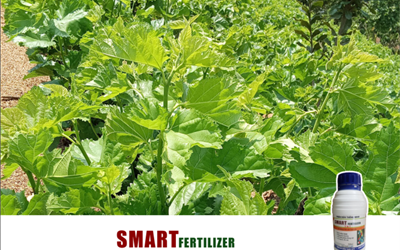 Sử dụng SmartFertilizer cho cây dâu tằm.