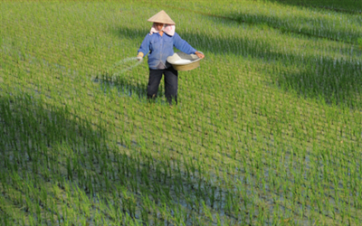 Tại sao bón phân hóa học làm cho đất thoái hóa, bạc màu?