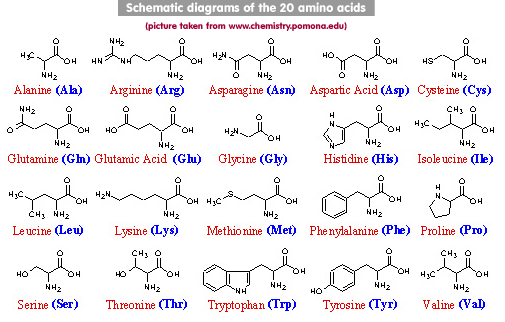 biology_aminoacid2